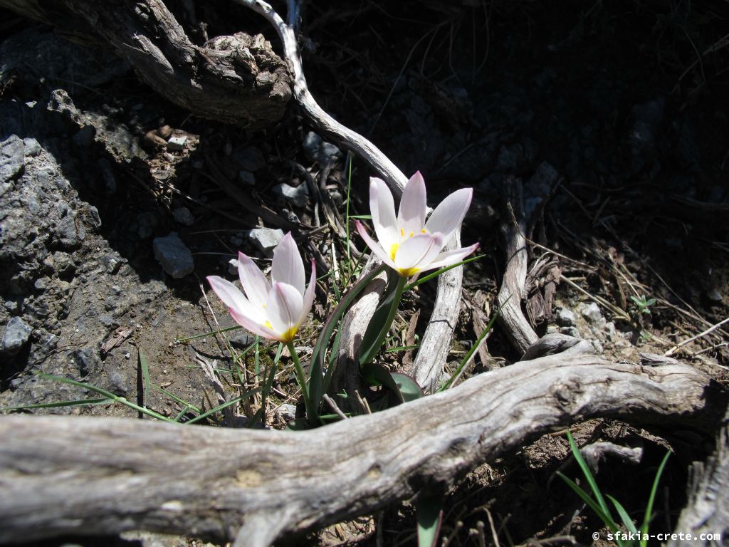 Photo report: Around Sfakia, Crete Spring 2013